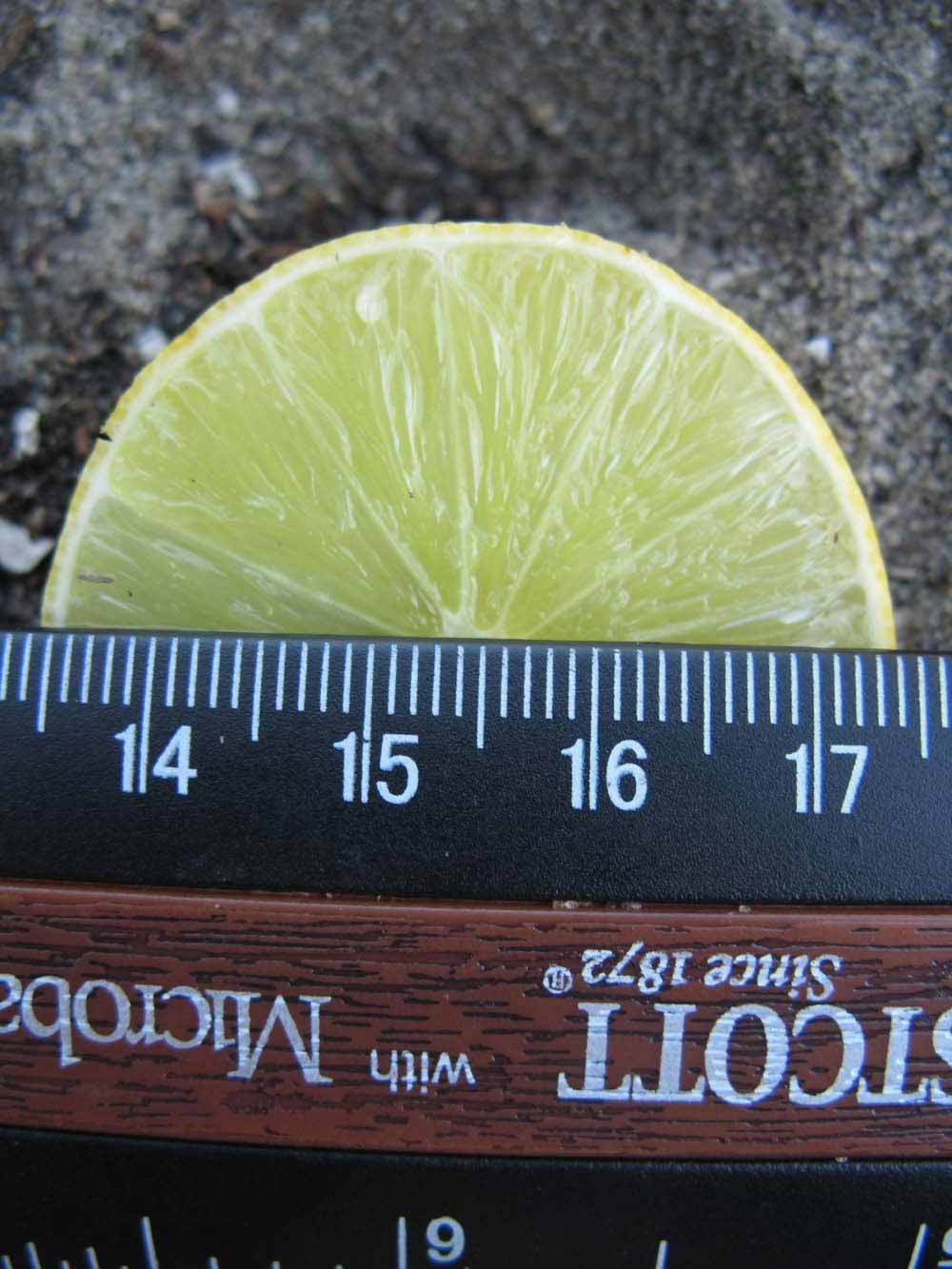            Fruit cross-section (Key, Winter Haven, FL)   